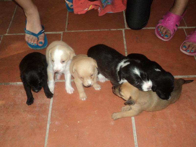 Quantos Cachorros Nascem Na Primeira Ninhada